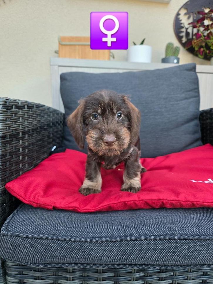 ruwhaar teckel pups, Dieren en Toebehoren, Honden | Teckels en Dashonden, Meerdere dieren, Ruwhaar, Dwerg, Fokker | Professioneel