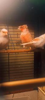 Canaris  mosaïque rouge 2024 à, Dieren en Toebehoren, Vogels | Kanaries, Kleurkanarie, Meerdere dieren