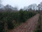 Taxus in verschillende groottes, Tuin en Terras, Ophalen, Taxus, Haag, 100 tot 250 cm