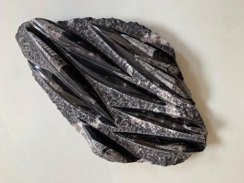 Prachtige fossiel Orthoceras Regular XL - perfect gepolijst, Antiek en Kunst, Curiosa en Brocante, Ophalen of Verzenden