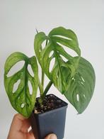 Monstera Adansonii Mint, Enlèvement ou Envoi