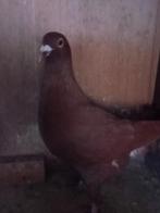 Kleurpostduif, Dieren en Toebehoren, Vrouwelijk, Postduif