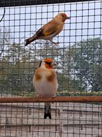 Mannetje Major putter wildkleur, Dieren en Toebehoren, Vogels | Overige Vogels