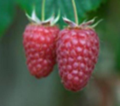 Frambozenstengels, Jardin & Terrasse, Plantes | Jardin, Enlèvement