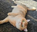 Chat britannique à poil court, Animaux & Accessoires, Chatte ou Chat, Vermifugé, 3 à 5 ans
