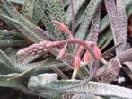 vetplanten Gasteria verrucosa, Maison & Meubles, Plantes d'intérieur, Enlèvement, Plante succulente