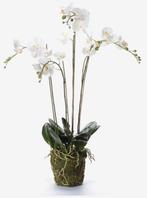 Emerald witte kunstorchidee met mos 90cm hoog!, Comme neuf, Enlèvement