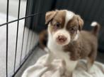 Knappe border collie pups, Dieren en Toebehoren, Honden | Herdershonden en Veedrijvers, België, CDV (hondenziekte), 8 tot 15 weken