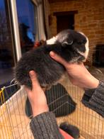 Bebe minilop pure race, Dieren en Toebehoren, Knaagdieren en Konijnen | Toebehoren, Ophalen of Verzenden, Nieuw, Verzorging