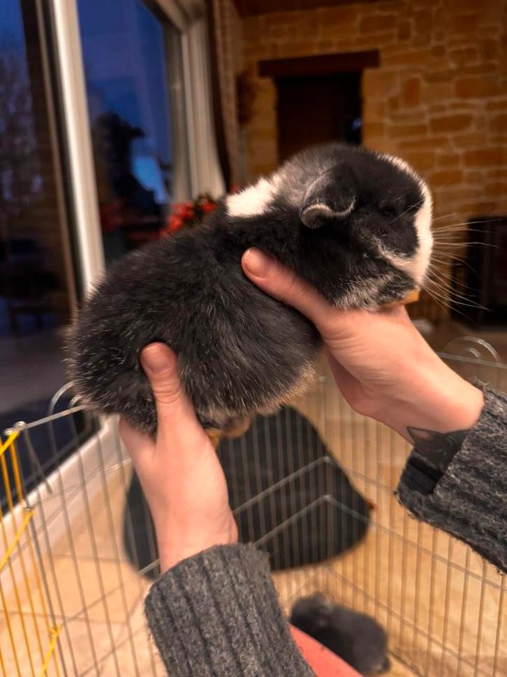 Bebe minilop pure race, Dieren en Toebehoren, Knaagdieren en Konijnen | Toebehoren, Nieuw, Verzorging, Ophalen of Verzenden