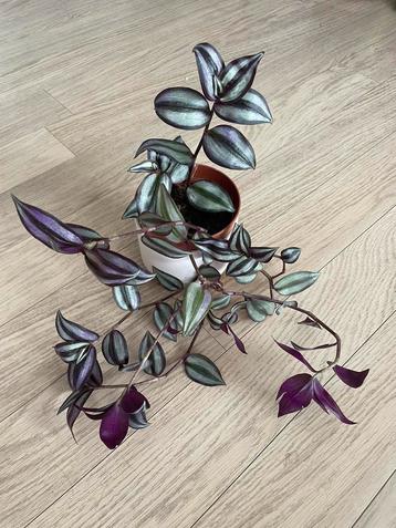 Kamerplant Tradescantia Zebrina