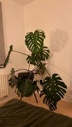 Monstera/gatenplant incl pot, Enlèvement