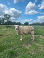 4 melkschapen fokooien, Dieren en Toebehoren