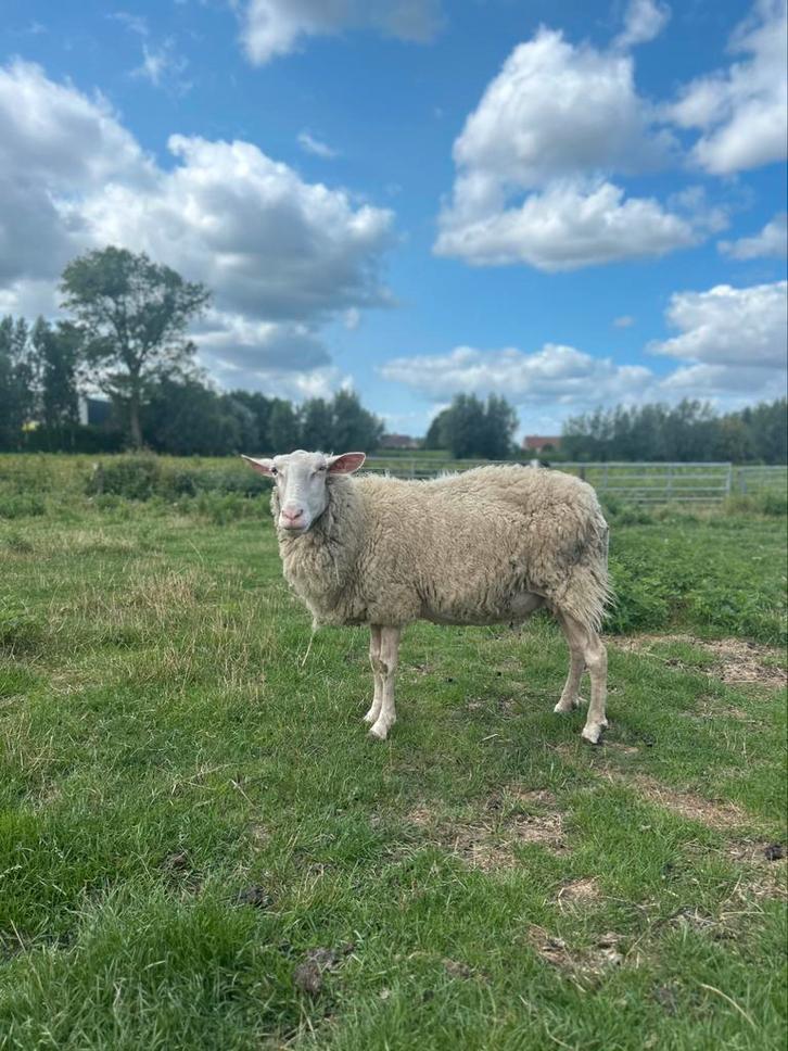 4 melkschapen fokooien, Dieren en Toebehoren, Schapen, Geiten en Varkens