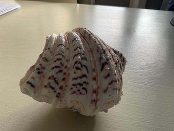 HYPOPUS  beschikbaar voor biedingen