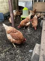 Legkippen te koop, Dieren en Toebehoren, Pluimvee, Vrouwelijk, Kip