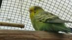 grasparkiet, Dieren en Toebehoren