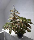 Siernetel - Coleus (kamerplant), Ophalen, In pot