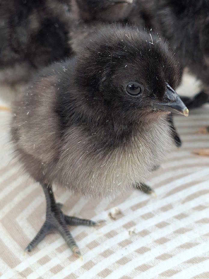 poussins ayam cemani, Animaux & Accessoires, Volatiles, Poule ou poulet, Sexe inconnu