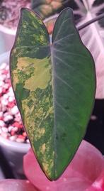 Xanthosoma Violaseum variegata, Ophalen of Verzenden