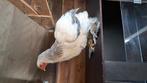 Brahma hanen, Dieren en Toebehoren, Kip