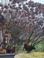 Cochin Hanen of koppels, eventueel met Hen te koop, Dieren en Toebehoren, Pluimvee