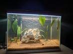 Aquarium met pufferfish, Animaux & Accessoires, Reptiles & Amphibiens | Accessoires, Enlèvement