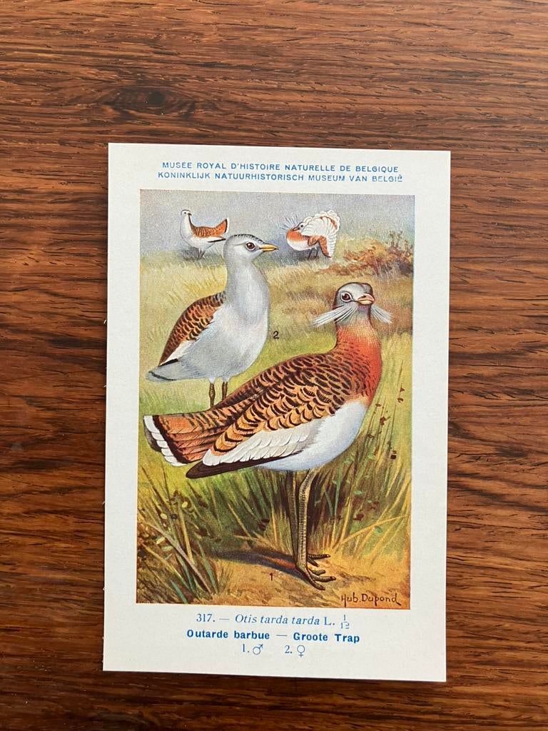 Vogels der Belgische Fauna Nr. 317 Groote trap, Collections, Cartes postales | Animaux, Enlèvement ou Envoi, 1940 à 1960, Non affranchie