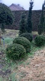 buxus bollen, Tuin en Terras, Ophalen of Verzenden, Buxus