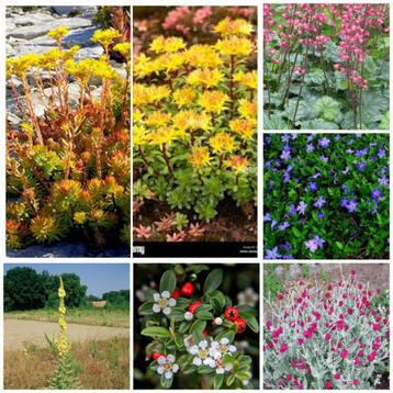 Vaste planten/Mullein/Coquelurd/Cotoniaster/Maagdenpalm... beschikbaar voor biedingen