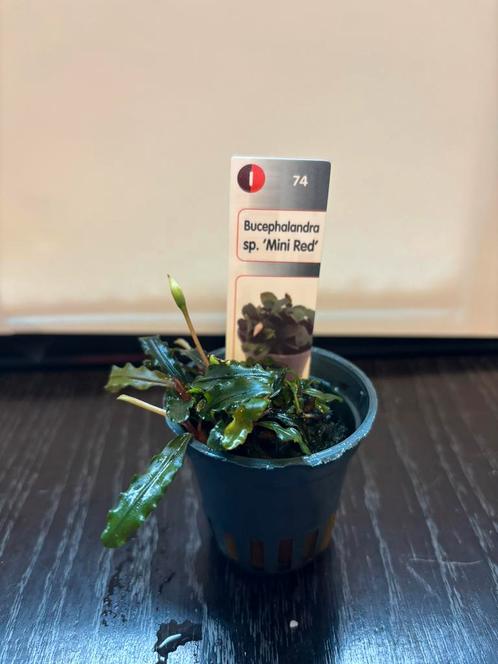 Bucephalandra sp ‘mini red’, Dieren en Toebehoren, Vissen | Aquaria en Toebehoren, Nieuw, Plant(en), Steen of Hout, Ophalen of Verzenden