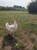 Poule de bresse hennen, Dieren en Toebehoren, Pluimvee, Vrouwelijk, Kip