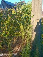 Noyer a vendre, Enlèvement