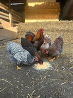 Broedeieren Wyandotte, Dieren en Toebehoren, Pluimvee