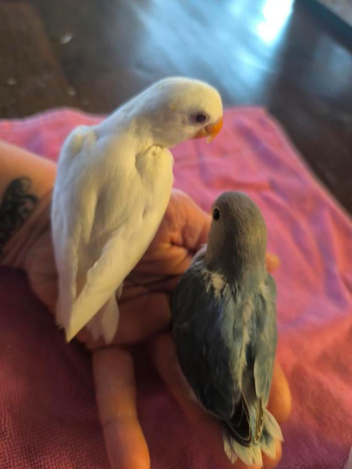 Heel mooi jong en super lief dwergpapegaai, Dieren en Toebehoren, Vogels | Parkieten en Papegaaien, Tam