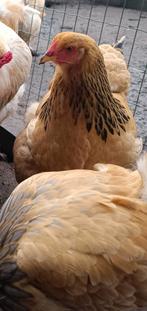 Brahma groothoenders Buff Zwart, Dieren en Toebehoren, Kip