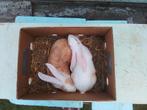 Duitse reuzen, Dieren en Toebehoren, Konijnen