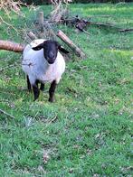 Gratis schapenwol, Dieren en Toebehoren, Schapen, Geiten en Varkens, Vrouwelijk, Schaap