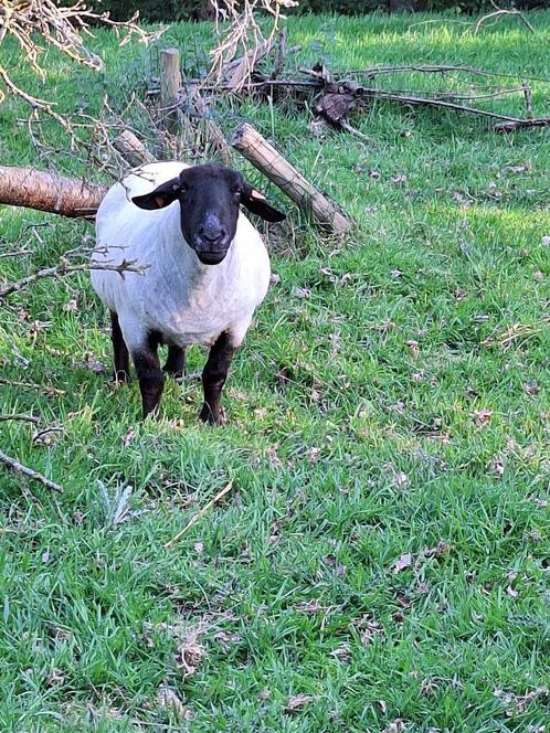 Gratis schapenwol, Dieren en Toebehoren, Schapen, Geiten en Varkens, Schaap, Vrouwelijk