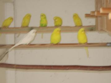 Grasparkieten, Plusieurs animaux, Perruche, Bagué