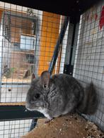 Vrouwtjes Chinchilla, Dieren en Toebehoren, Knaagdieren, Mei, Chinchilla