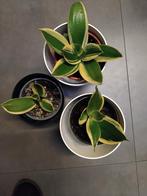 Sansevieria, Huis en Inrichting, Kamerplanten, Ophalen