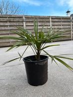 Trachycarpus Fortunei Winterharde Palmboom, Tuin en Terras, Ophalen