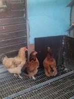 Poules pondeuses de 1 an disponibles : 12 euros la pièce