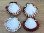 Sint-jacobsschelpen (4 stuks), Enlèvement ou Envoi