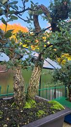 Bonsai Kurkeik Quercus suber, Tuin en Terras, Ophalen