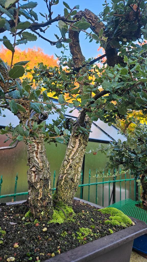 Bonsai Kurkeik Quercus suber, Tuin en Terras, Planten | Bomen, Ophalen