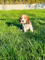 Belgische Beagle pupjes te koop, België, Beagle, CDV (hondenziekte), 8 tot 15 weken