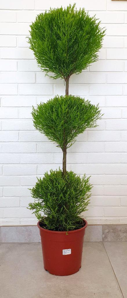 Cupressus goldcrest Wilma Triobol.Hoogte125cm., Tuin en Terras, Planten | Tuinplanten, Ophalen