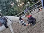 Onze allerliefst kinderpony Jackson te koop, 11 ans ou plus, Hongre, Poney D (1.37 m à 1.48m), Ne s'applique pas